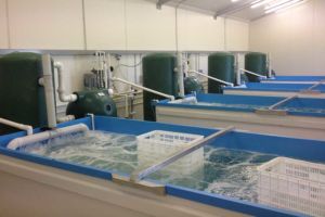 Cray8 Fisheries龍蝦持有設施，水產養殖項目，新鮮設計