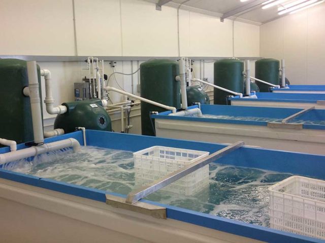 Cray8 Fisheries龍蝦持有設施，水產養殖項目，新鮮設計